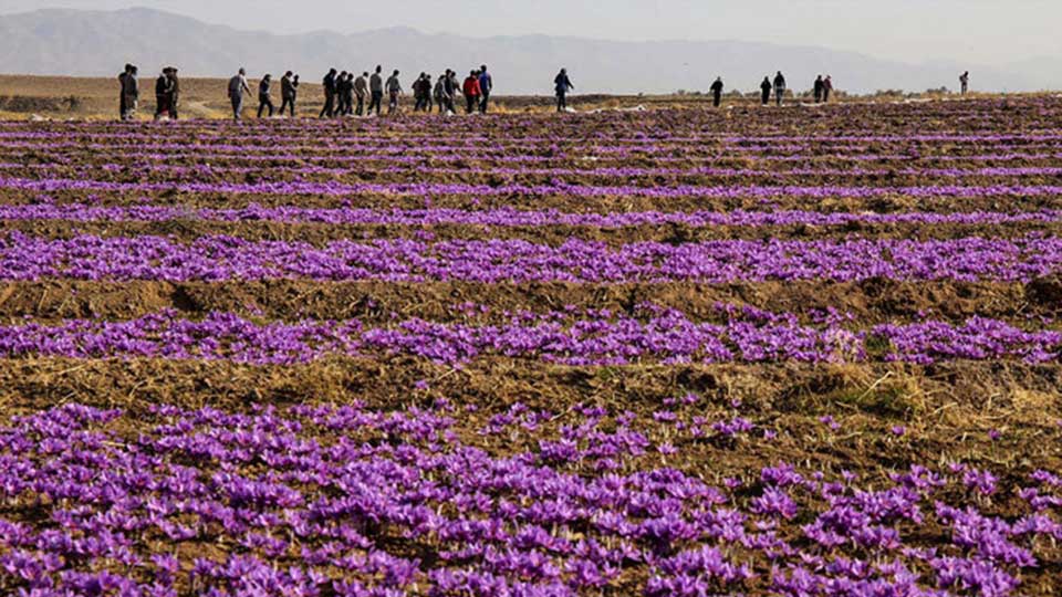 زعفران تربت حیدریه